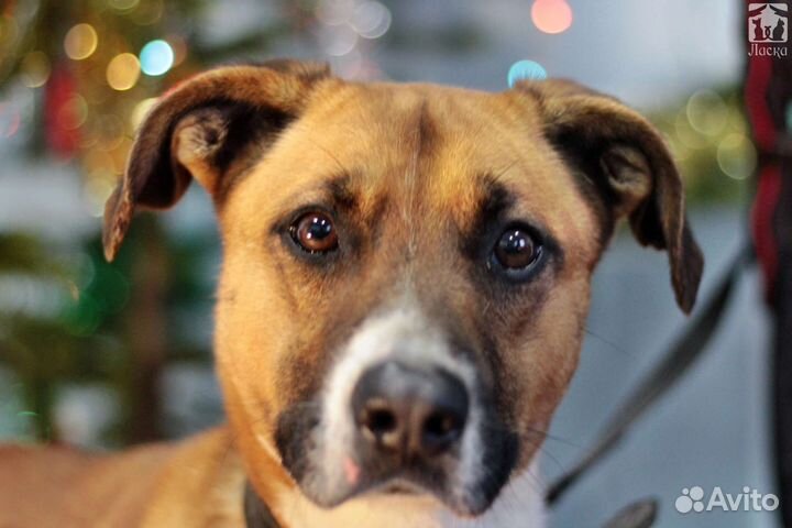 Помесь боксера в добрые руки