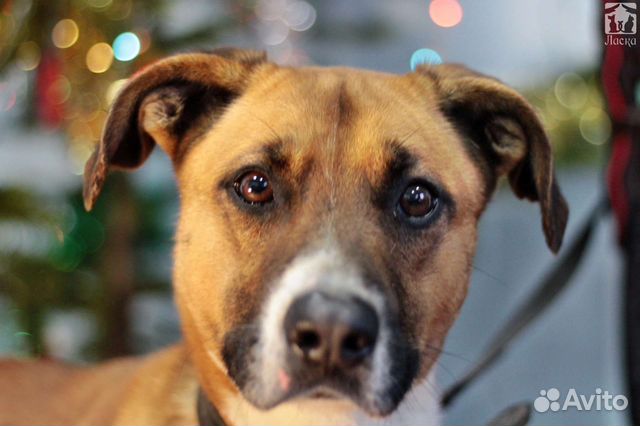 Помесь боксера в добрые руки