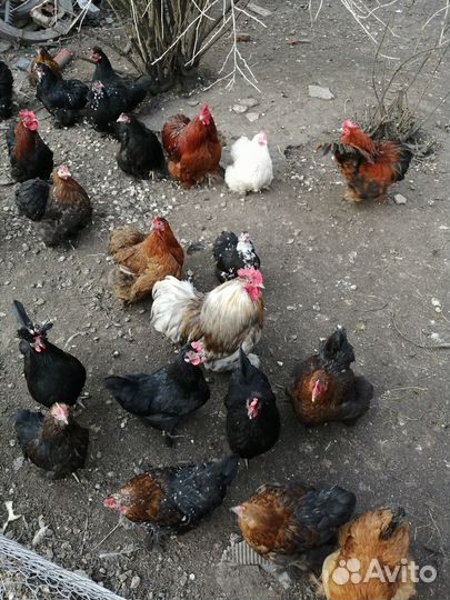 Курочки помеси кохинхин +петушок