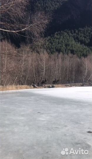 Конные прогулки, активный отдых