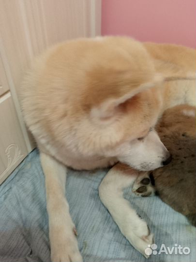 Щенки акита ину