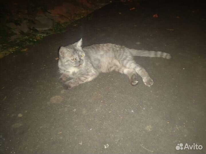 Кошка в дар