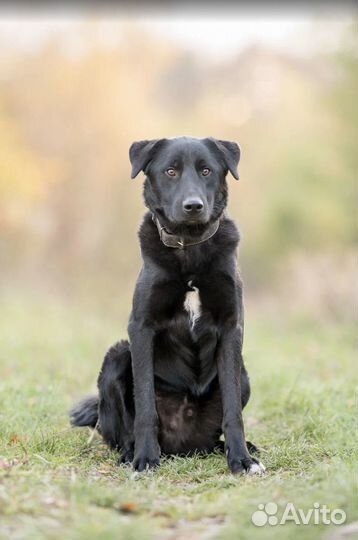 Собака из приюта