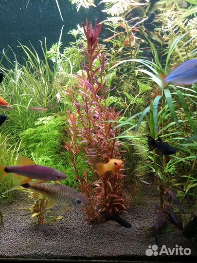 Аквариумные растения