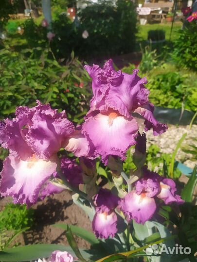Ирисы бородатые сортовые