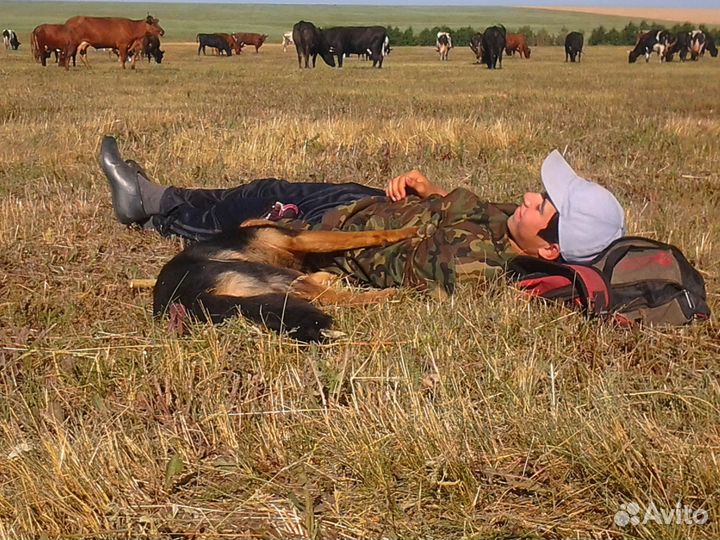 Электропастух dolly-280А 2Дж 12V/230V