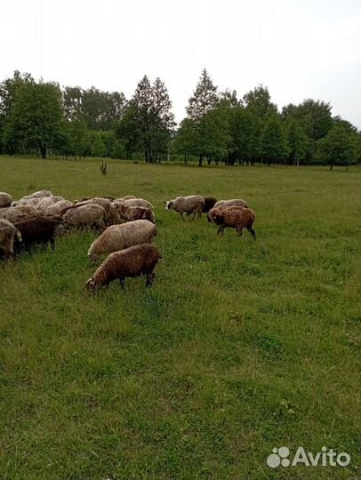 Овцы бараны