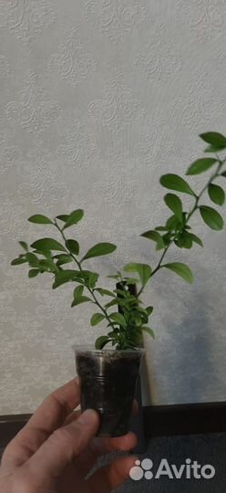 Микроцитрус Австралийский Кровавый лайм