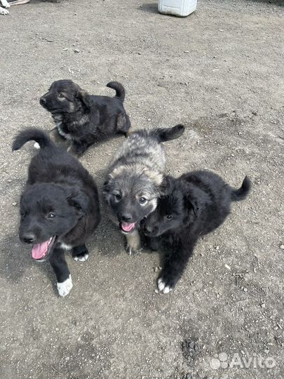 Собака в добрые руки щенок