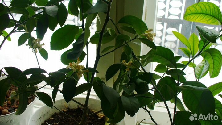 Подарок - лимон