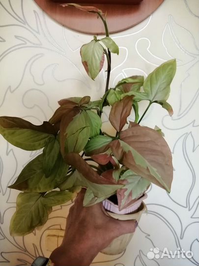 Сингониум биколор