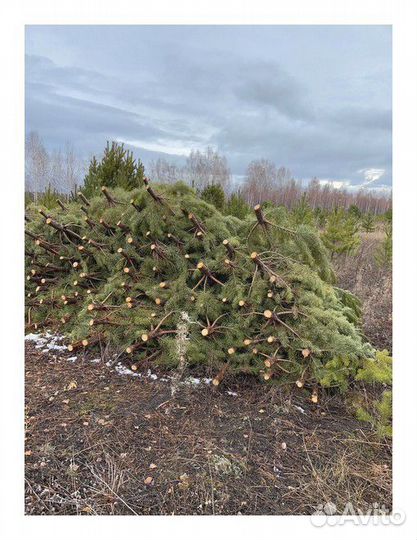 Сосна Новогодняя