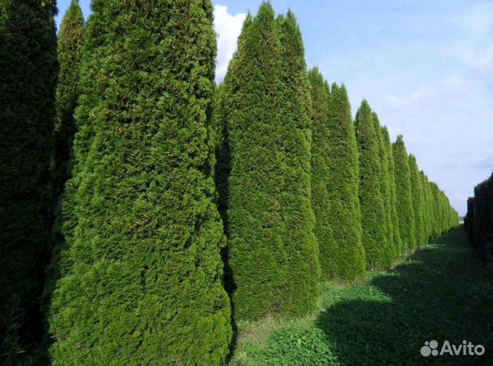 Туя Смарагд