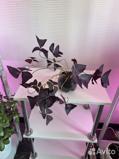 Кислица (оксалис, бабочки)