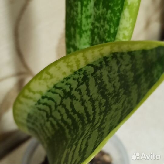 Сансевиерия Футура суперба