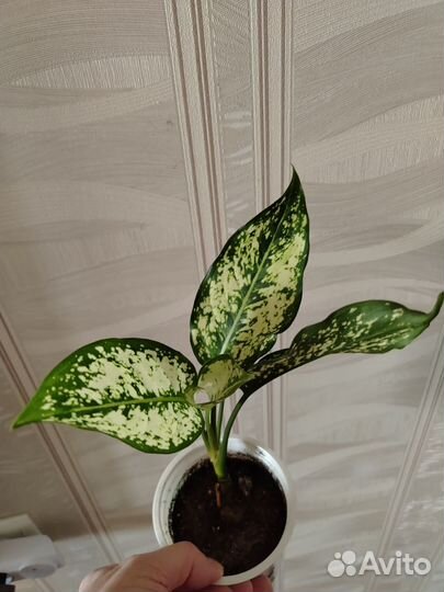 Комнатные цветы. Аглоунема