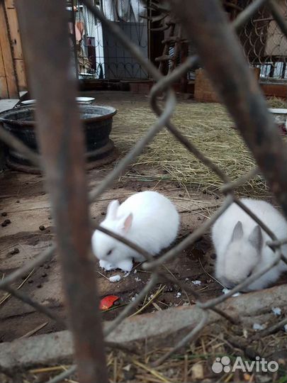 Кролики мясных пород