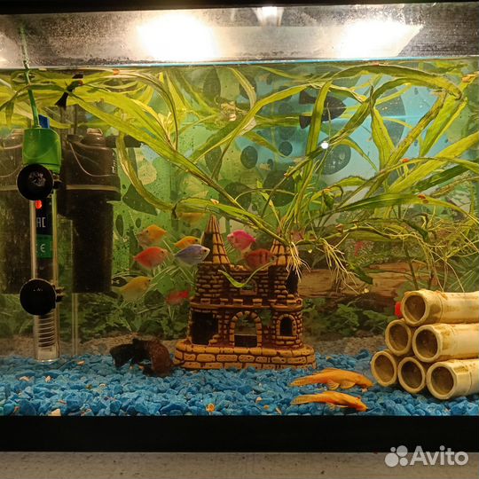 Аквариум с рыбками