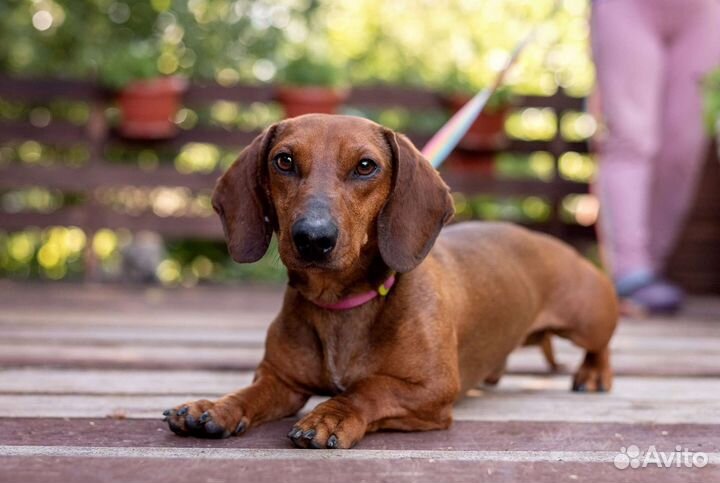 Такса Дик в добрые руки