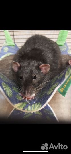 Крысята дамбо сиам и соболь