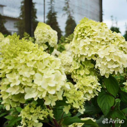 Гортензия метельчатая Диамантино (предзаказ)