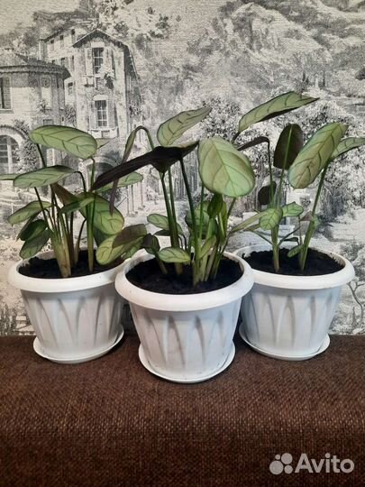 Калатея Литце,Руфибарба и Ктенанте Амагрис