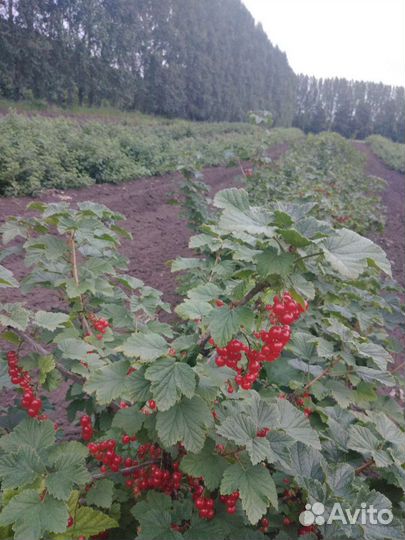 Сбор плодовоягодных культур