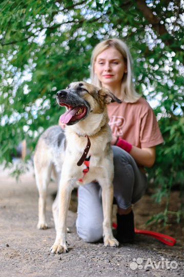Микс ждет своего хозяина, учителя и просто друга