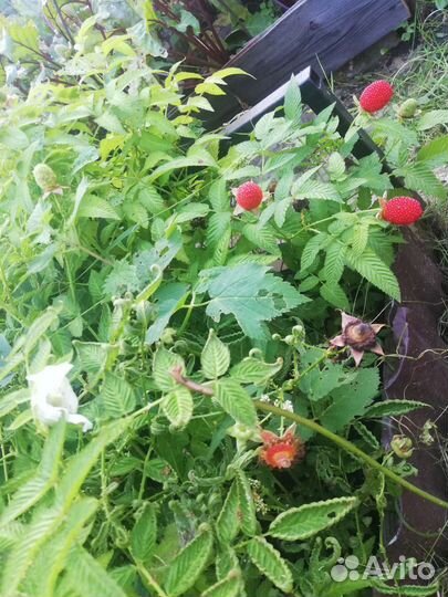 Малина японская