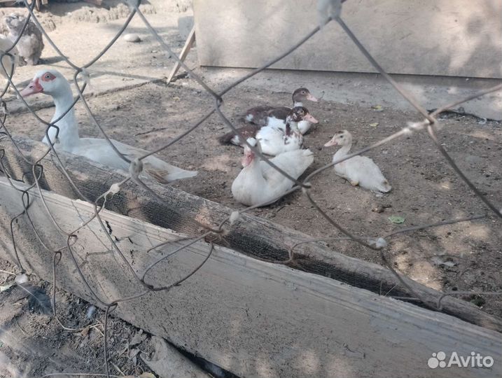 Мускусные утки