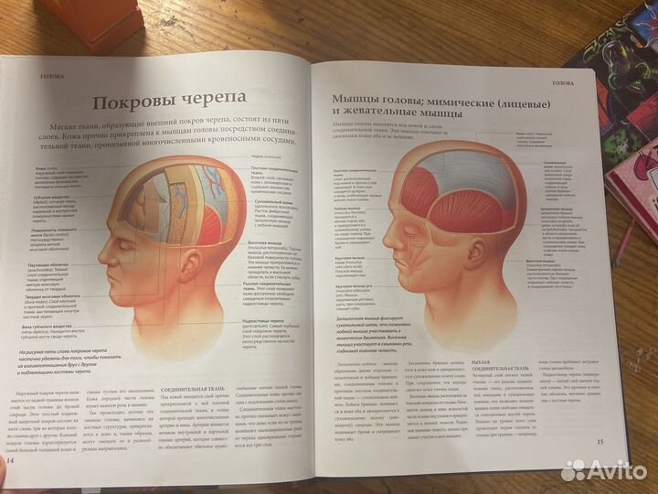 Книга Анатомия человека