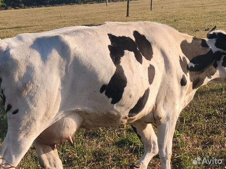 Коровы, быки