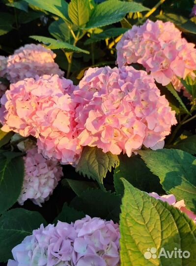 Гортензия крупнолистная саженцы