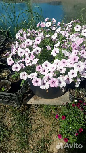 Петуния Тайдал вейв. Гигантская