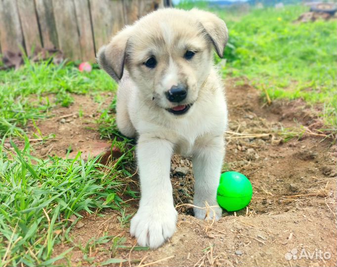 Щенки лайки