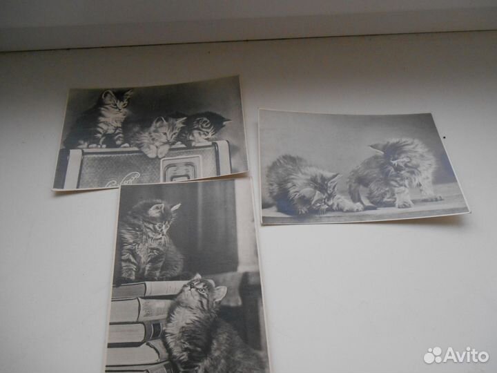 Открытки котята