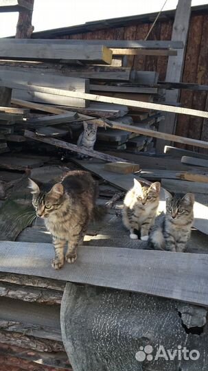 Котята 11.06.24 Др, в добрые руки