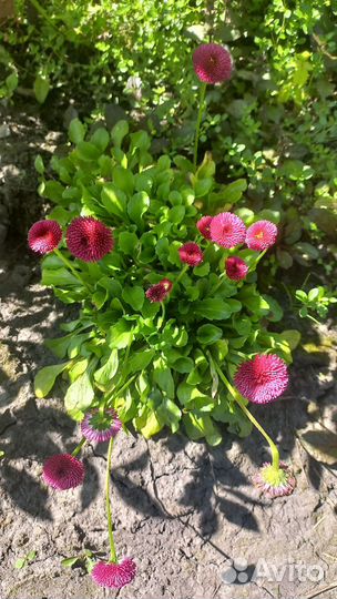 Маргаритки