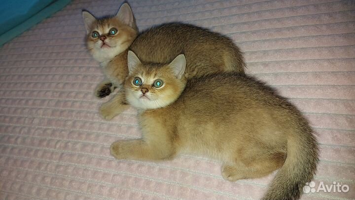 Котята золотые британцы