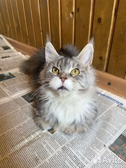 Мейн-куны мать, сын и их собака ищут дом