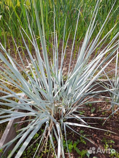 Декоративные злаки элимус, фалярис