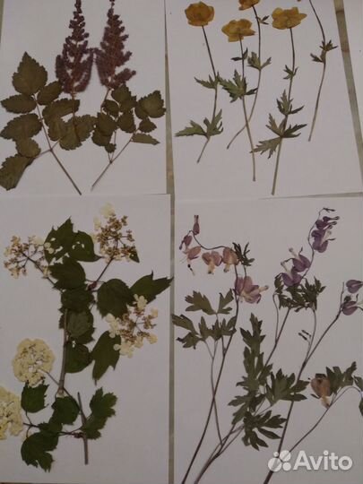 Гербарий травянистых растений