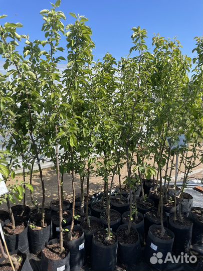 Плодовые деревья