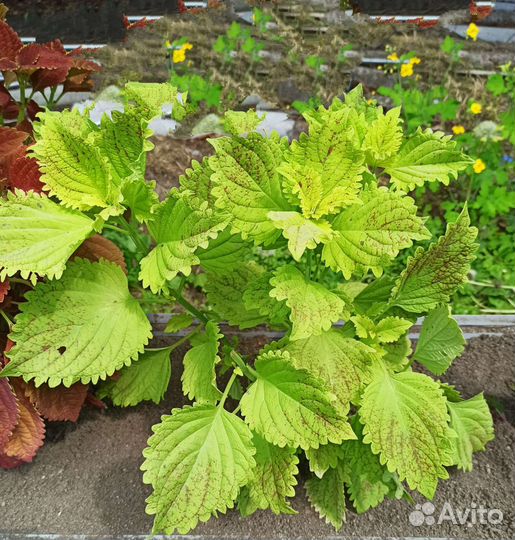 Черенки Колеуса