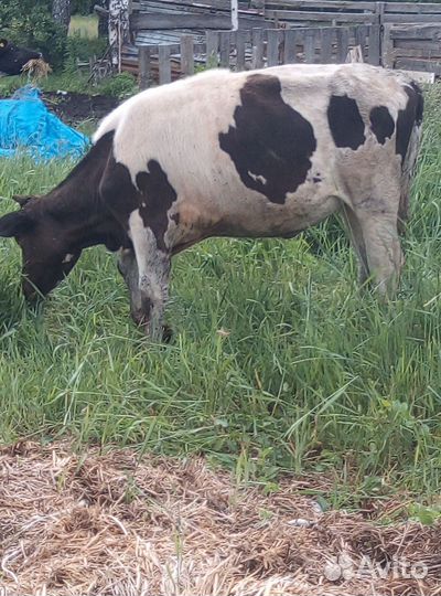 Быки и Тёлки