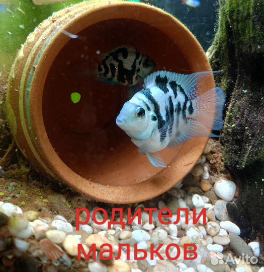 Аквариумные рыбки