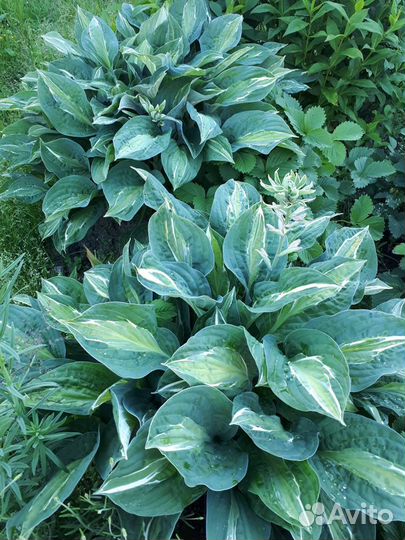 Хоста Стриптиз и Патриот