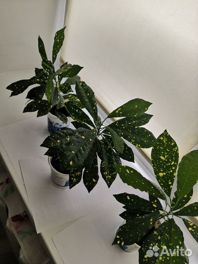 Комнатные цветы