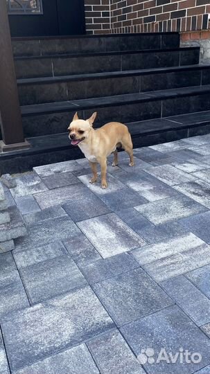 Тротуарная плитка брусчатка