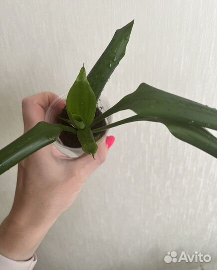 Спатифиллум, драцена, традесканция